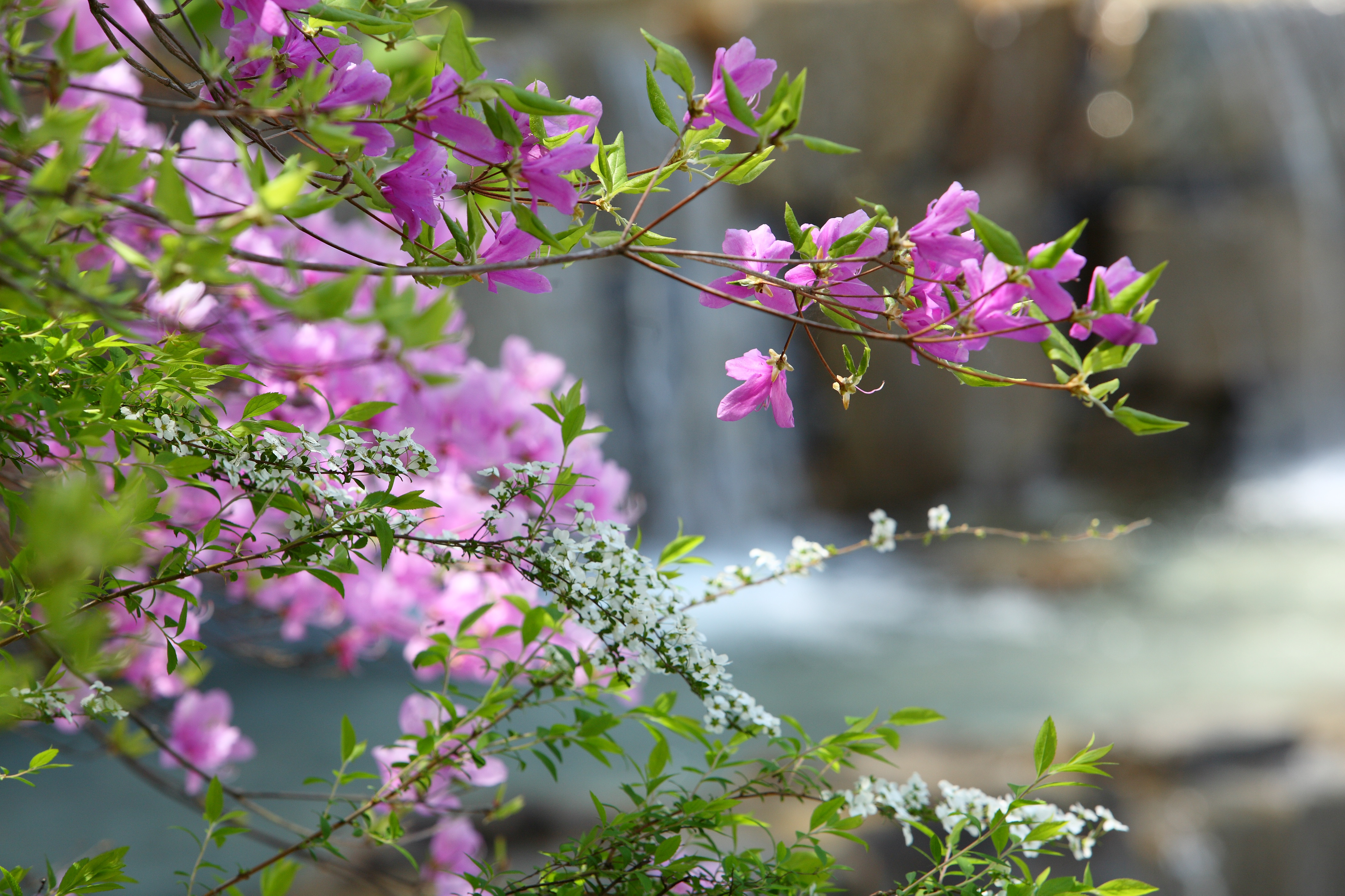 water cascade w pink flowers