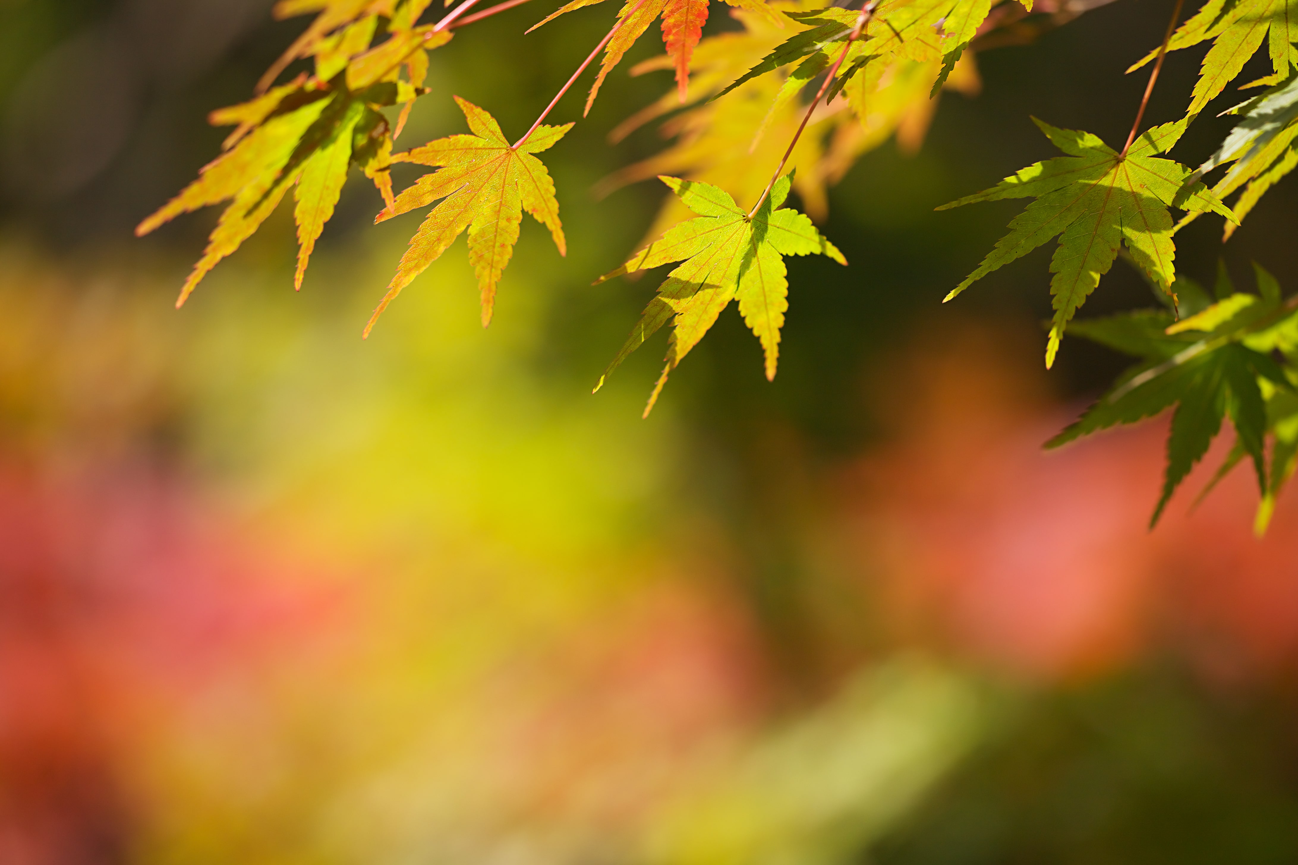 About Us Shumei International